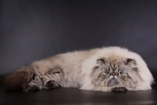 lazy Persian cat