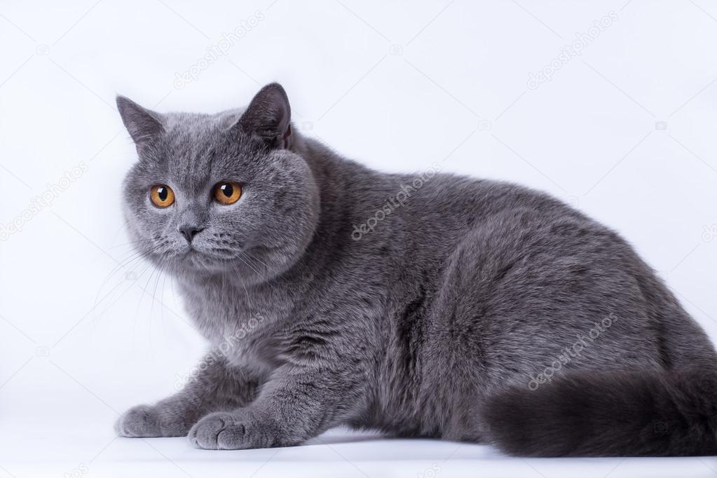 İngiliz Gri kedi — Stok Foto © VadimBorkin 74532643