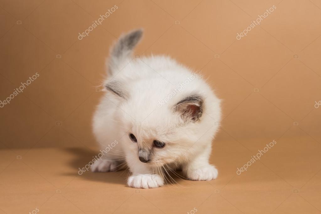 Chaton De Birmanie Aux Yeux Bleus Photographie Vadimborkin