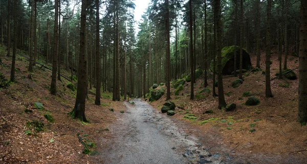 road in the forest, green trees