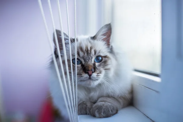 Heilige Birma Katze Schöne Katze Im Fenster Stockfoto