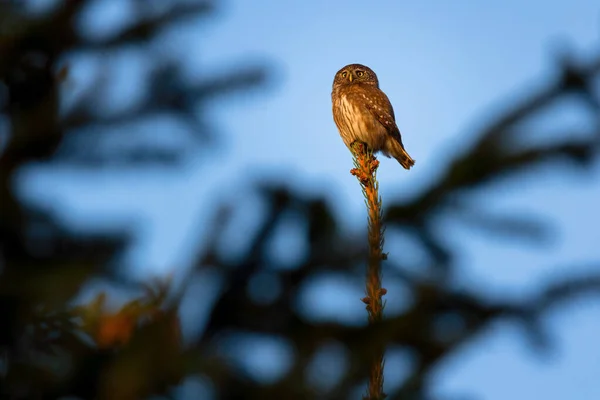 Coruja Pigmeu Eurásia Glaucidium Passerinum — Fotografia de Stock