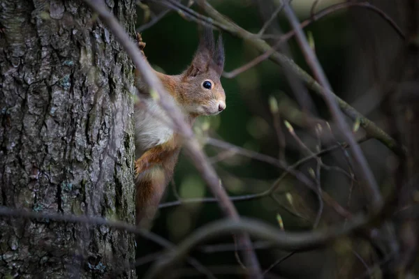 Das rote Eichhörnchen oder das eurasische rote Eichhörnchen — Stockfoto