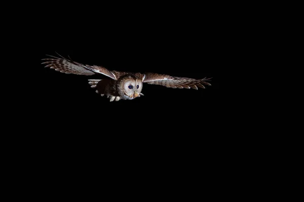 Tawny Bagoly Vagy Barna Bagoly Strix Aluco Egy Zömök Közepes — Stock Fotó