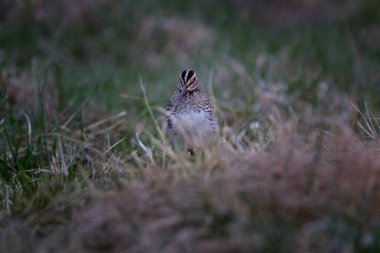 Yaygın çulluk Gallinago gallinago Eski Dünya 'ya özgü küçük, tıknaz bir balıkçıdır..
