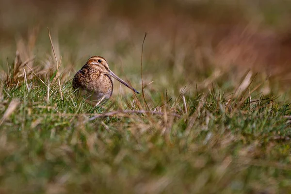 Κοινό Σημάδι Gallinago Gallinago Είναι Ένα Μικρό Ογκώδες Wader Εγγενές — Φωτογραφία Αρχείου