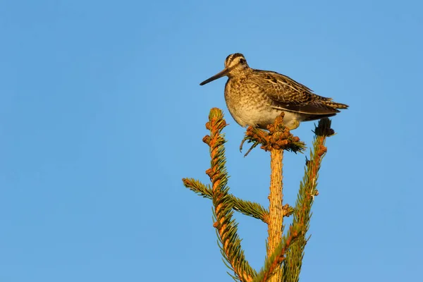 Κοινό Σημάδι Gallinago Gallinago Είναι Ένα Μικρό Ογκώδες Wader Εγγενές — Φωτογραφία Αρχείου