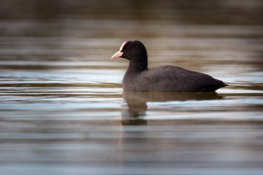 Avrasya yaban ördeği ya da Avustralya yaban ördeği, Rallidae familyasının bir üyesidir..
