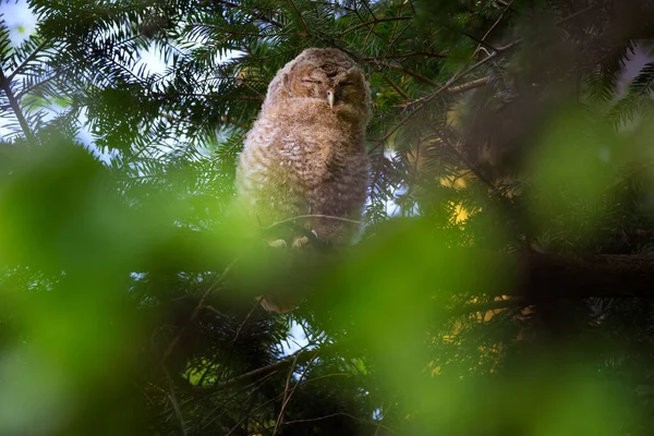 Den tawny uggla eller brun uggla - Strix aluco är en stor, medelstor uggla vanligt förekommande i skogsområden. — Stockfoto