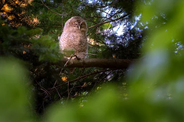 Tawny baykuşu veya kahverengi baykuş ("Strix aluco"), ağaçlık alanlarda sıkça rastlanan orta büyüklükte bir baykuştur.. — Stok fotoğraf