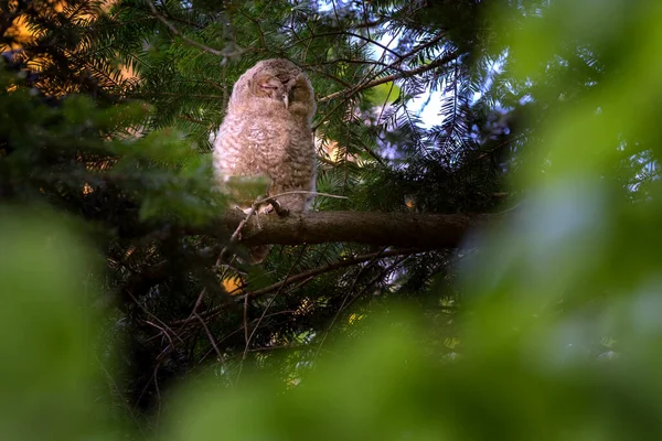 A coruja-de-tawny ou coruja-marrom - Strix aluco é uma coruja-de-tamanho-médio-atarracada comumente encontrada em florestas. — Fotografia de Stock