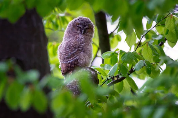 La chouette fauve ou chouette brune - Strix aluco est une chouette trapue de taille moyenne que l'on trouve couramment dans les forêts. — Photo