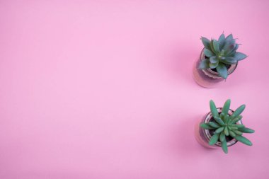 Pembe arka planda iki kaktüs, kompozisyon. Asgari pembe arka plan kompozisyonu ve yapay çiçekler. Doğa konsepti.