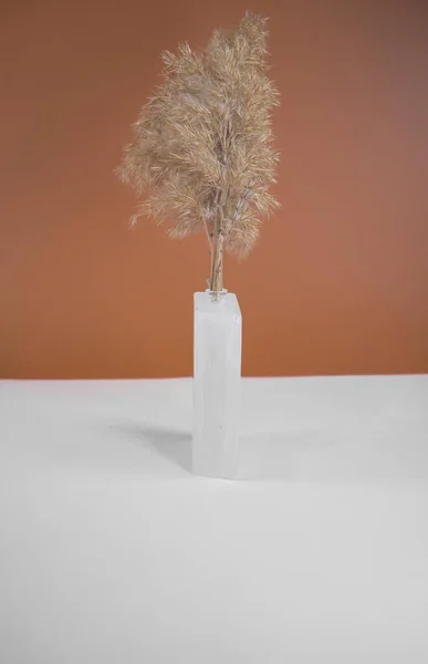 Pampas otları opak cam bir vazoda. Minimum soyut kompozisyon arka planı. Japon iç mimari fikri. İskandinav iç mimari fikri. Seçici odaklı iki moda renk arkaplanı.