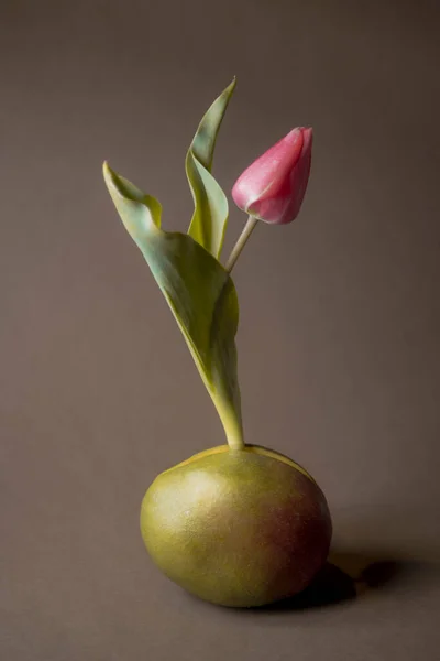 Tulip Flower Growing Mango Fruit Soft Colors Vertical Composition Minimal — Stock Photo, Image