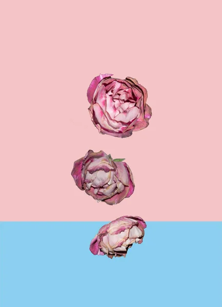 Three Sear Roses Falling Pastel Pink Blue Trendy Background Floral — Stock Photo, Image