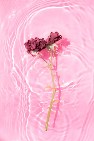 Beautiful Wilted Rose Floating Water Pastel Pink Background Bright Summer — Stock Photo, Image
