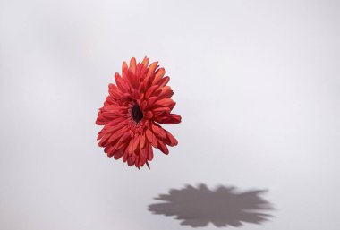 Havada yüzen güzel kırmızı çiçek ve modaya uygun kirli beyaz arka plana gölge düşürüyor. Sevgililer Günü fikri. Asgari soyut yaz ve moda konsepti. Kopyalama alanı ile.