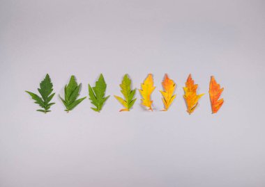 Gri arka planda sonbahar yaprakları yerleşimi. Gradyan daire yeşil ve sarıdan turuncuya yatıyordu. En düşük düşüş ve sezona özel konsept.