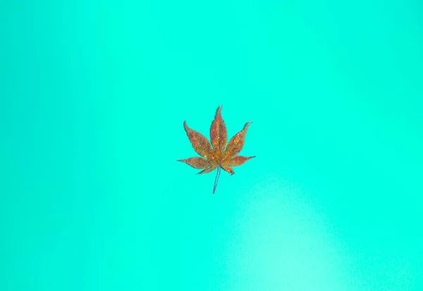 Fallen Autumn Leaf Golden Sprinkles Trendy Vibrant Blue Background Flat — Stock Photo, Image