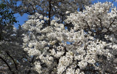 2021 baharında Beyaz Kiraz Çiçeklerinin Kapanışı
