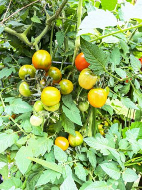 Vişneli Domatesler Sarmaşıkta Olgunlaşıyor