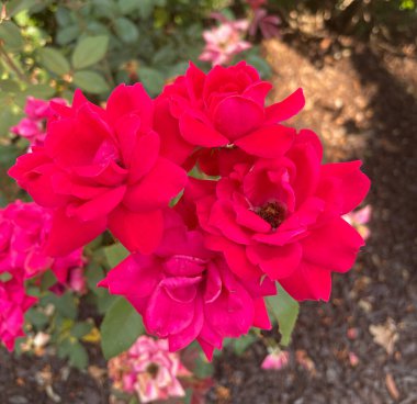 Kırmızı Güllerin Tam Çiçekte Yakınlaşması