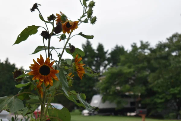 Girasoles Flor Barrio Suburbano — Foto de Stock