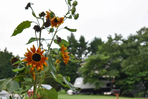 Sonnenblumen Blühen Einem Vorstädtischen Viertel — Stockfoto