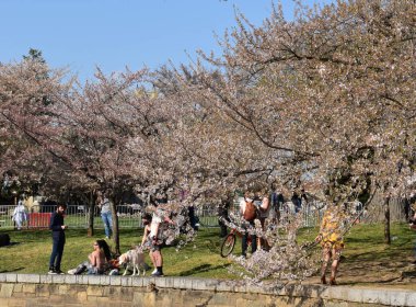 Washington, DC, ABD - 4 Nisan 2021: İnsanlar Geleneksel Kiraz Çiçeği Festivali sırasında Kiraz Çiçeklerinin Tadını Çıkarmak İçin Gelgit Havzası boyunca Toplandı