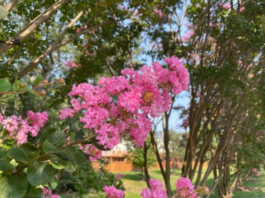 Pembe Çatallı Myrtle Çiçeklerinin Kapanışı Yaz Sonlarında Zirvelerinde Çiçek Açtı