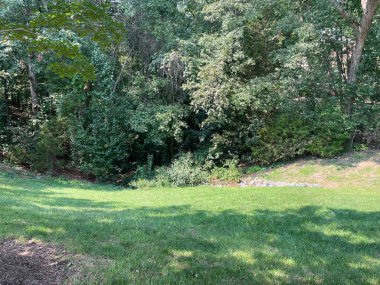 Yazın sonlarında Ağaçlarla çevrili Çimen Tarlası