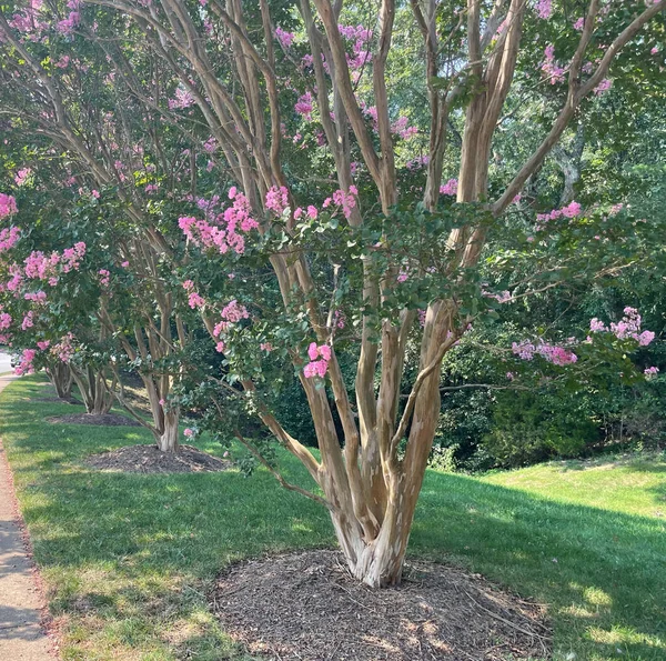 Crape Myrtle Trees Avec Des Fleurs Roses Pleine Floraison Leur — Photo