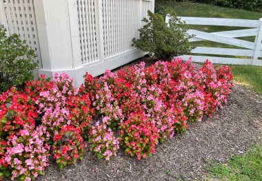 Kırmızı ve Pembe Begonyalar Yaz Sonlarında Beyaz Çit Tarafından Banliyö Bahçesinde Çiçek Açtı