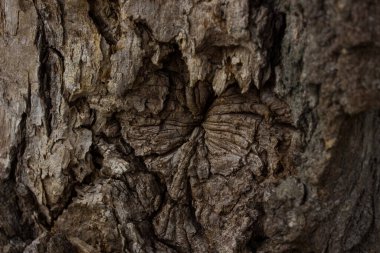 Tasarım için fantastik arka plan kavramına sahip eski ahşap düzensiz yüzey.