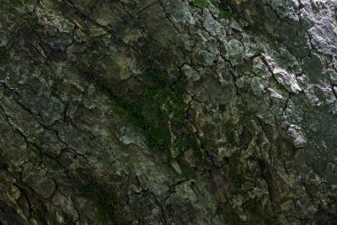 Yeşil yosun desenli muhteşem bir ağaç kabuğu tasarlama konsepti için orman gövdesi duvar kağıdı yüzeyini kısmen kaplıyor.