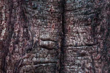 Esrarengiz bir atmosfer tasarlamak için doğal grunge arka planına yakın kaba bir yüzeye sahip mistik ahşap dokusu.