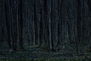 Gece ormanı manzarası uzun gri ağaçlar kimse vahşi doğa ve cadılar bayramı kavramını bilmiyor.