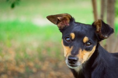 Çok renkli yüzlü, kahverengi gözlü sevimli ve evcil hayvan konseptine sahip siyah bir köpeğin portresi.