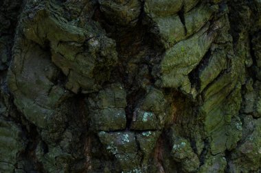 Vahşi yaşam tasarımı konsepti için çatlamış ağaç kabuğu yakın duvar kağıdı ile eski bir orman ağacının fantezi doku gövdesi.