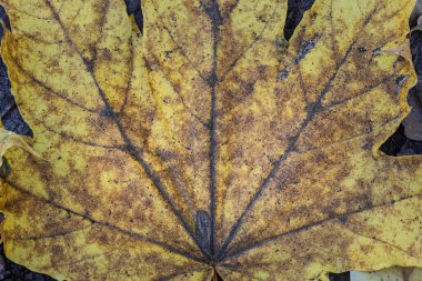 Sarı ve kirli akçaağaç yaprağının sonbahar grunge dokusu tasarım ortamı konsepti için yakın plan