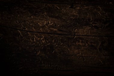 Kabuksuz böcekler tarafından ısırılan yabani ahşabın esrarengiz esrarengiz dokusu tasarım çevresi kavramı için mistik arkaplanı kapat