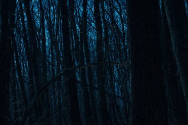 Yoğun, gizemli orman, uzun ağaç gövdeleri dalların arkasında koyu mavi gökyüzü. Etrafta kimse yok.