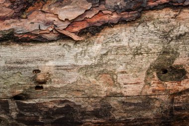 Güzel desenleri olan eski çam ağacının gri ahşap dokusu ve tasarım için doğal arka plan olan koyu delikler.