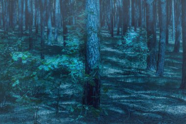 Uzun ağaçların olduğu gizemli bir ormanda gece vahşi doğası. Etrafta sadece vahşi yaşam var.