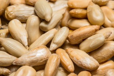 İştah açıcı ayçekirdeği yeme ve hasat etme kavramı