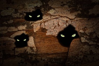 Vahşi hayvanların saklandığı eski bir çam ağacının gövdesinde siyah delikler, sarı gözleri parıldıyor.