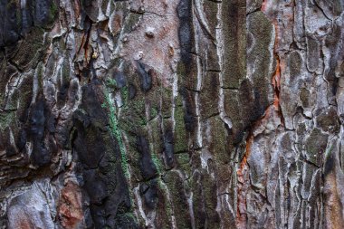 Biraz kömürleşmiş bir çam ağacı doğa ve çevre kavramının parlak dokusu