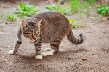 Yerde siyah çizgili sevimli gri kedi yavrusu sevimli ve evsiz pozu veriyor.