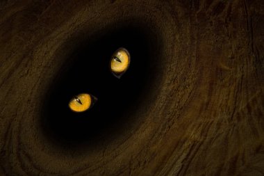 Vahşi bir hayvanın turuncu gözleri, karanlık bir delikte parıldıyor. Güzel ahşap dokular, doğa konsepti için soyutlama.